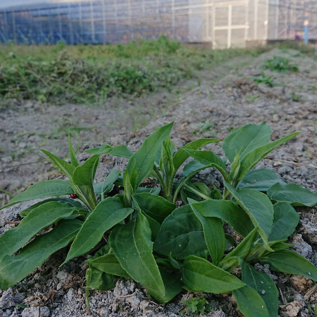 日本九州直送菊芋茶 1g x 14 (2包有優惠) - 東京雜貨店 Chocodream_JP