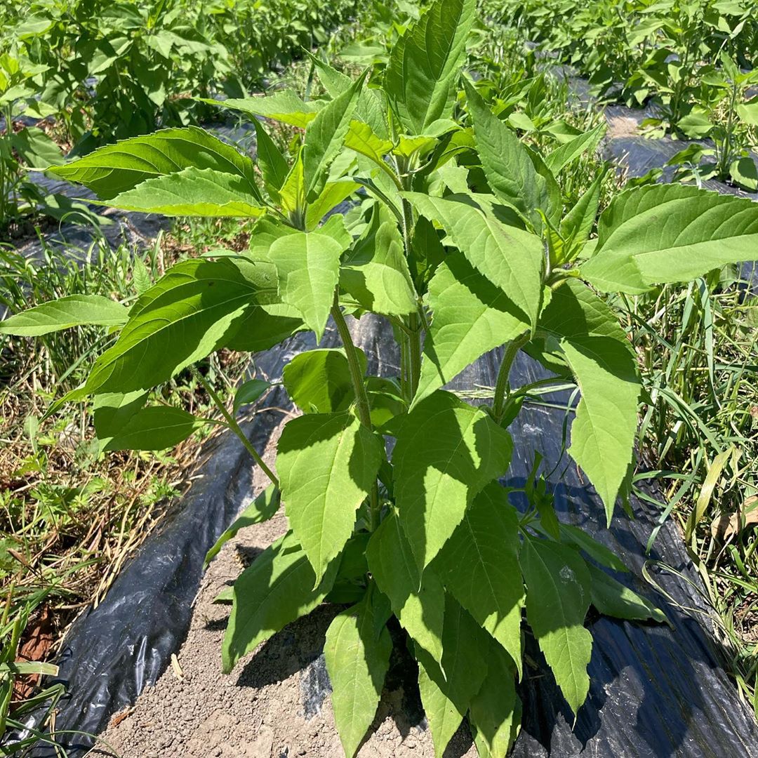 日本九州直送菊芋茶 1g x 14 (2包有優惠) - 東京雜貨店 Chocodream_JP